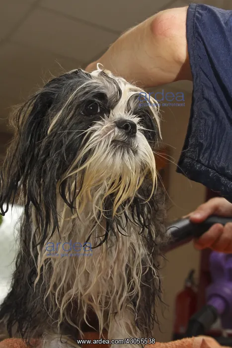 : Puppy Shih Tzu in the toilets by drying France : Puppy Shih Tzu in the toilets by drying France