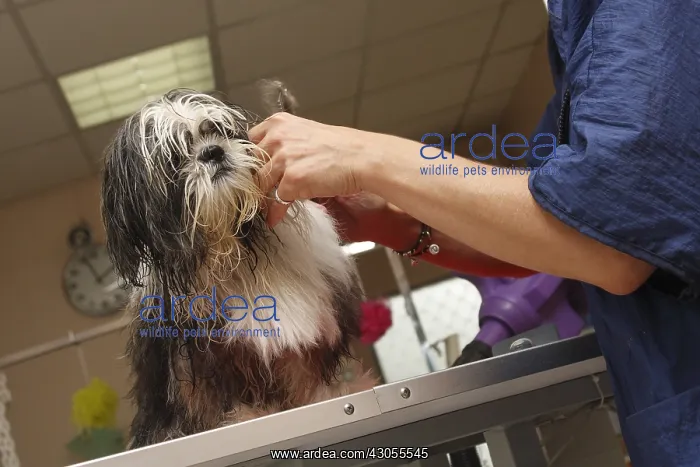 : Puppy Shih Tzu in the toilets France : Puppy Shih Tzu in the toilets France