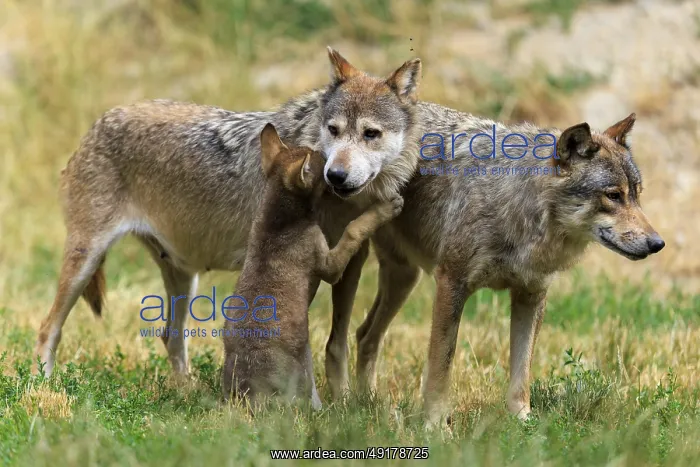 : Puppy shows affection to adult wolves in a natural environment : Puppy shows affection to adult wolves in a natural environment
