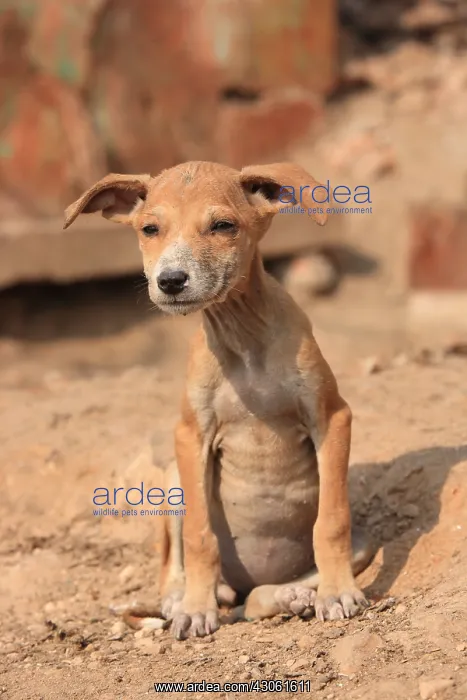 : Puppy sitting on the ground Varanasi India : Puppy sitting on the ground Varanasi India