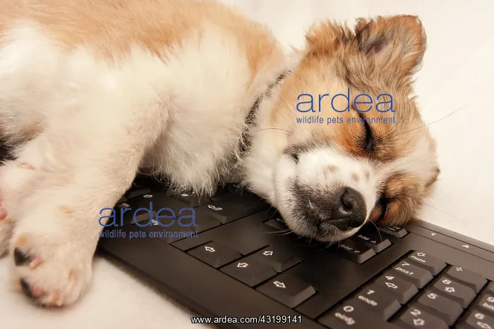  : Puppy sleeping on a computer keyboard