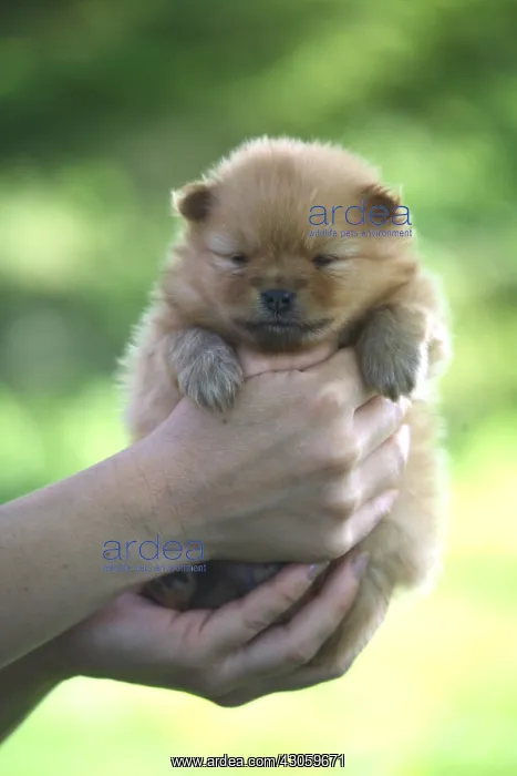 : Puppy Spitz in the hands of his owner : Puppy Spitz in the hands of his owner
