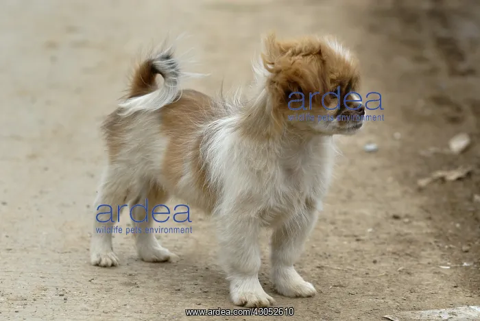 : Puppy in a village near Lake Lugu : Puppy in a village near Lake Lugu