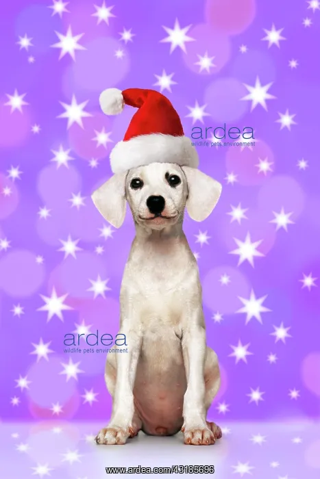 : Puppy wearing a Santa Hat : Puppy wearing a Santa Hat