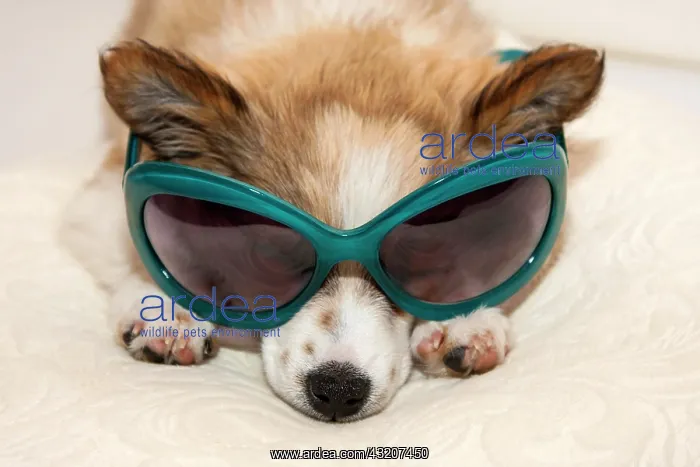 : Puppy wearing sunglasses : Puppy wearing sunglasses