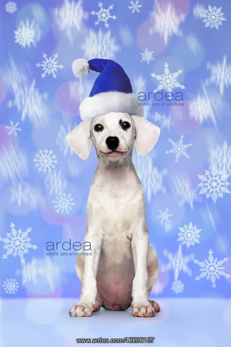 : Puppy, white, seated, with a blue Santa hat, snowflakes : Puppy, white, seated, with a blue Santa hat, snowflakes