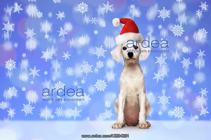: Puppy, white, seated, with a red Santa hat, snowflakes : Puppy, white, seated, with a red Santa hat, snowflakes