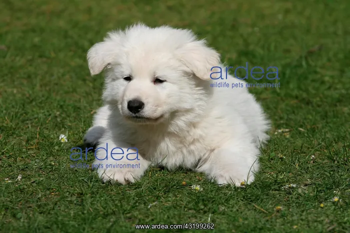 : Puppy, White Swiss Shepherd, 7 weeks old Weisser : Puppy, White Swiss Shepherd, 7 weeks old Weisser