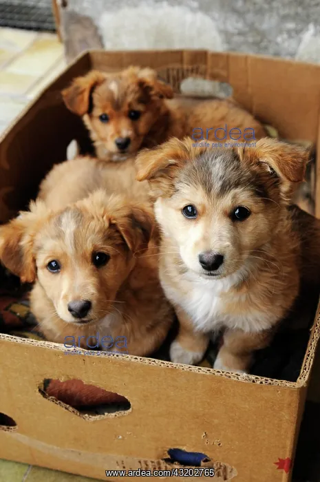 : Pups on the Moarhof farm, Brixen, South Tyrol, Italy : Pups on the Moarhof farm, Brixen, South Tyrol, Italy