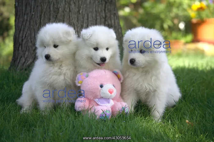 : Pups Samoyede sat in the garden with a plush toy : Pups Samoyede sat in the garden with a plush toy