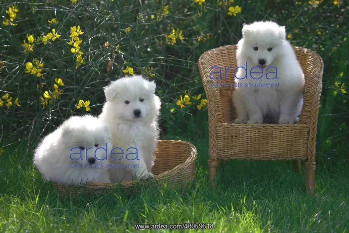 : Pups Samoyedes in a garden : Pups Samoyedes in a garden