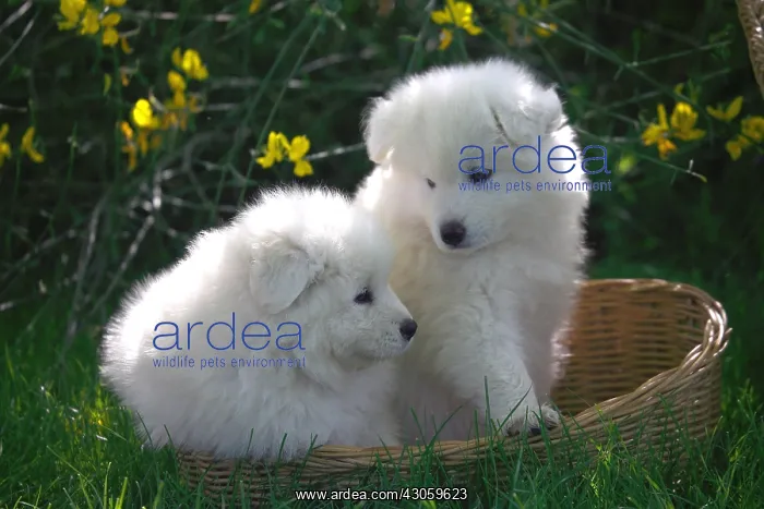 : Pups Samoyedes in a garden : Pups Samoyedes in a garden