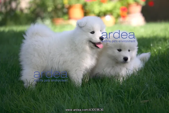 : Two Pups Samoyedes standing in a garden : Two Pups Samoyedes standing in a garden