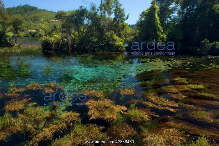 : Pupu Springs - amazingly clear water of Te Waikorupupu : Pupu Springs - amazingly clear water of Te Waikorupupu