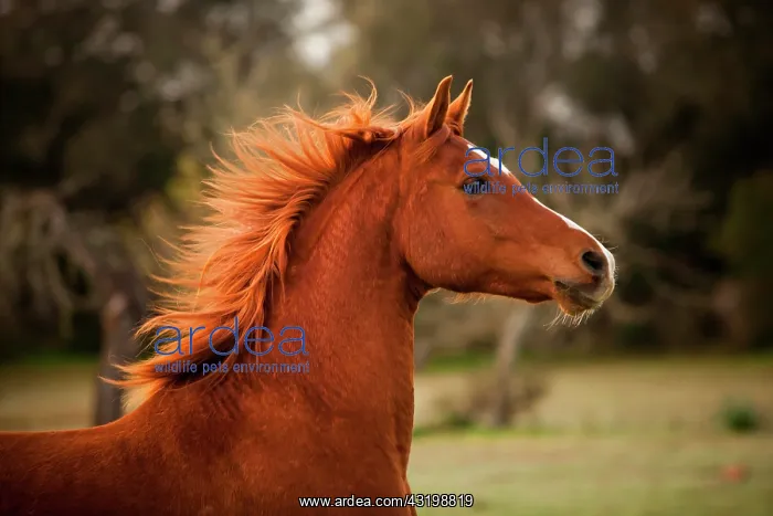 : Pura Raza Arabe, Arabian horse, chestnut with blaze : Pura Raza Arabe, Arabian horse, chestnut with blaze