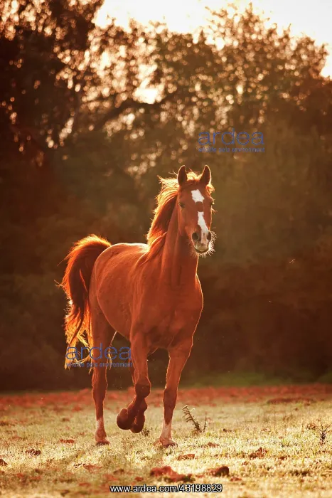 : Pura Raza Arabe, Arabian horse, chestnut with blaze : Pura Raza Arabe, Arabian horse, chestnut with blaze