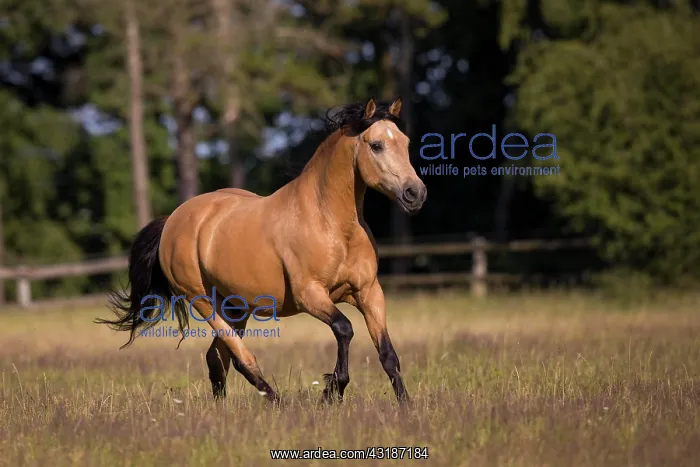 : Pura Raza Espaola stallion dun galloping in the : Pura Raza Espaola stallion dun galloping in the