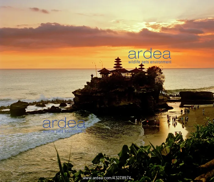 : Pura Tanah Lot, ocean temple, dusk, Bali, Indonesia : Pura Tanah Lot, ocean temple, dusk, Bali, Indonesia