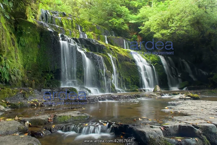 : Purakaunui Falls - beautiful waterfall within dense : Purakaunui Falls - beautiful waterfall within dense