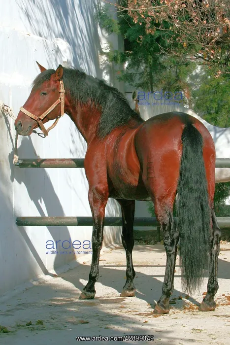 : Pure Blood Andalusian Horse : Pure Blood Andalusian Horse