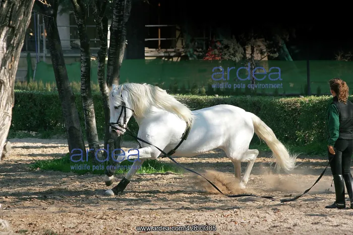 : Pure Blood Andalusian Horse - training : Pure Blood Andalusian Horse - training