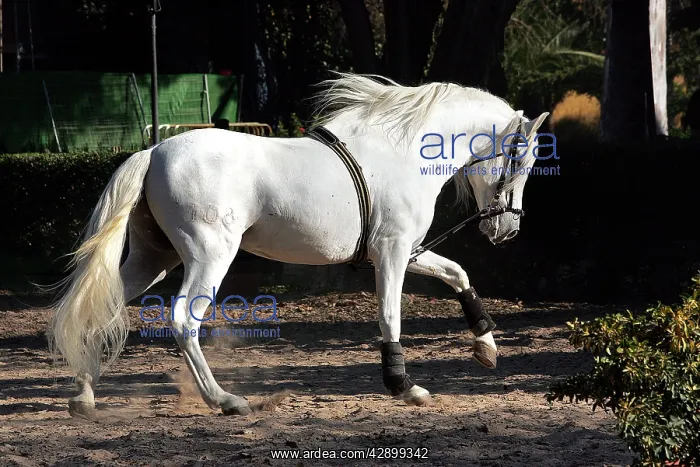 : Pure Blood Andalusian Horse - training : Pure Blood Andalusian Horse - training