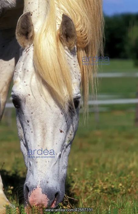  : Pure Blood Arab Horse - Flea bitten grey