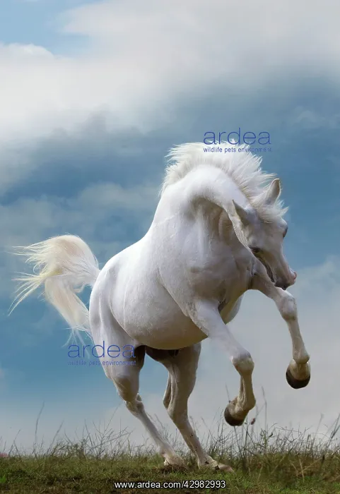  : Pure Blood Arab Horse - rearing