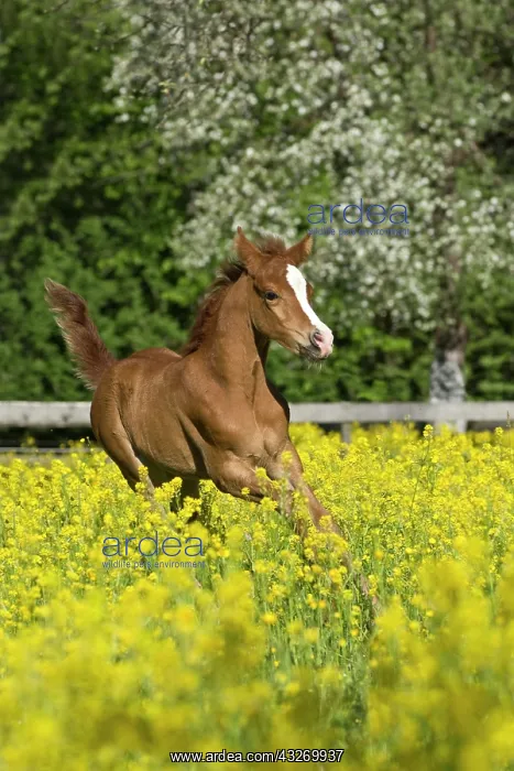 : Purebred Arabian foal galloping in a flower meadow : Purebred Arabian foal galloping in a flower meadow