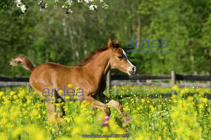: Purebred Arabian foal galloping in a flower meadow : Purebred Arabian foal galloping in a flower meadow