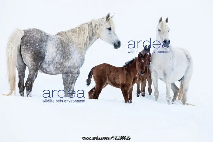 : Purebred Arabian horses, mares with foals in the : Purebred Arabian horses, mares with foals in the