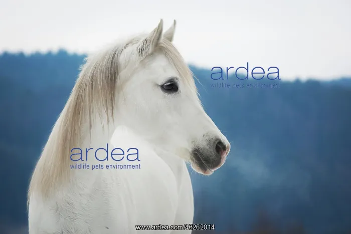 : Purebred Arabian mare, Gray color in winter, portrait : Purebred Arabian mare, Gray color in winter, portrait