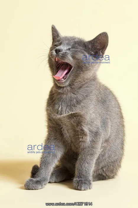 : Purebred Cat, Russian Blue, kitten, 9 weeks Rassekatze : Purebred Cat, Russian Blue, kitten, 9 weeks Rassekatze