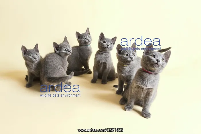: Purebred Cat, Russian Blue, Kitten, 9 weeks old : Purebred Cat, Russian Blue, Kitten, 9 weeks old