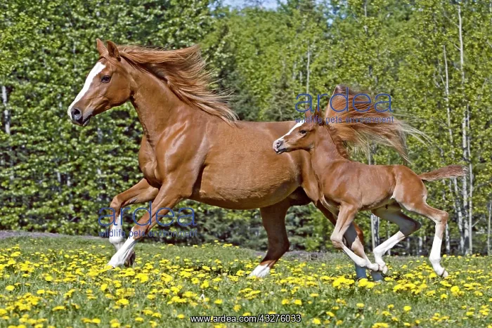 : Purebred Chestnut Arabian Mare and few week old : Purebred Chestnut Arabian Mare and few week old