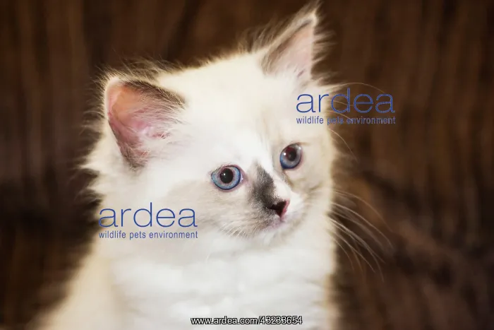 : Purebred Rag Doll Cat : Purebred Rag Doll Cat