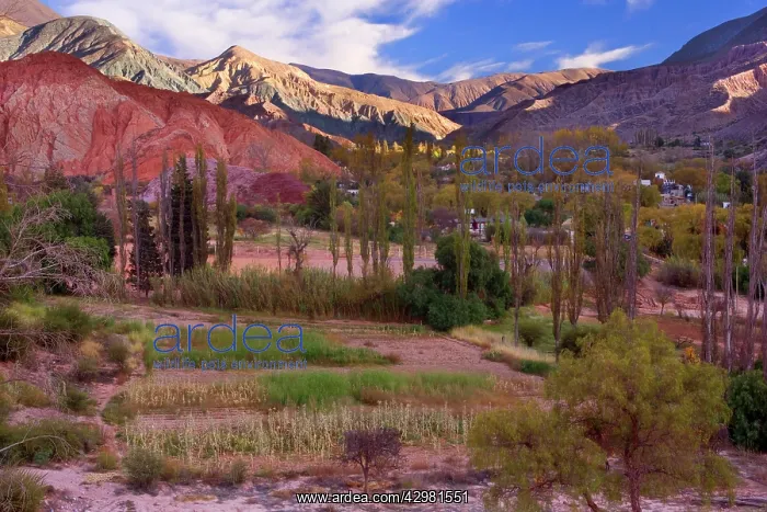 : Purmamarca - primitive farming by indigenous Quechua : Purmamarca - primitive farming by indigenous Quechua