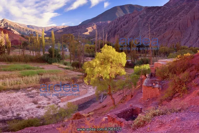  : Purmamarca - primitive farming by indigenous Quechua