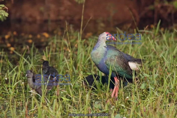 : Purple / African Purple Swamphen / Purple Moorhen : Purple / African Purple Swamphen / Purple Moorhen