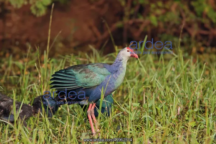 : Purple / African Purple Swamphen / Purple Moorhen : Purple / African Purple Swamphen / Purple Moorhen