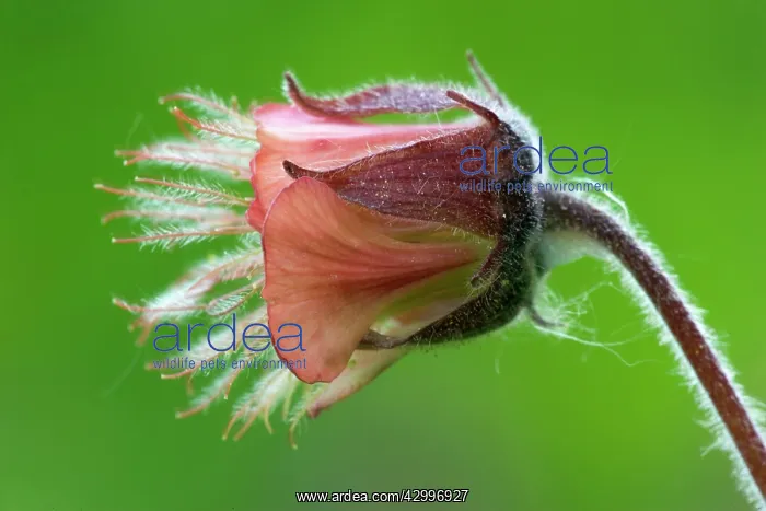 : Purple Avens - florescence of a Purple Avens with : Purple Avens - florescence of a Purple Avens with