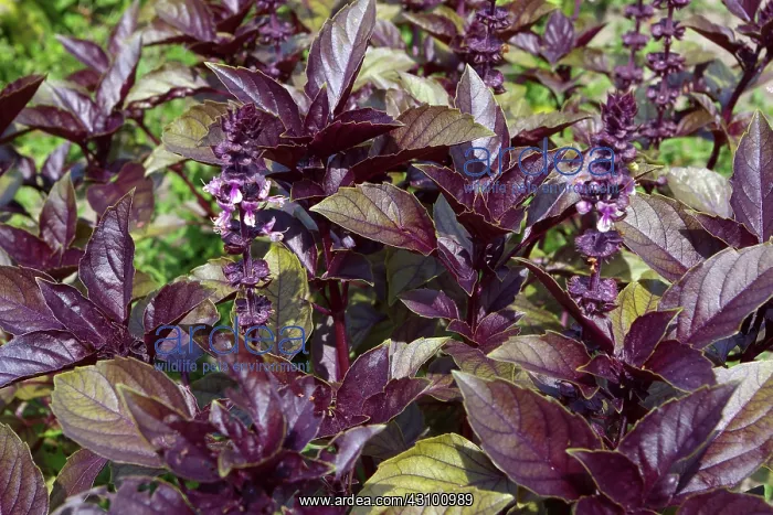 : Purple Basil : Purple Basil