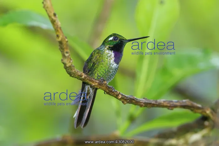 : Purple-bibbed Whitetip : Purple-bibbed Whitetip