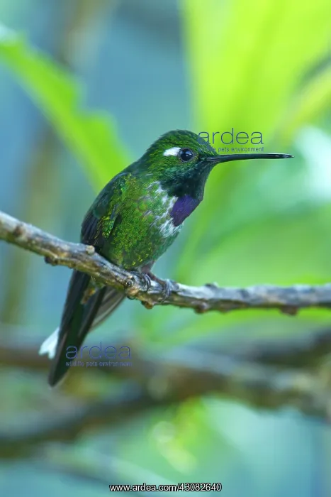 : Purple-bibbed Whitetip : Purple-bibbed Whitetip