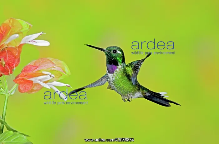 : Purple-bibbed Whitetip Hummingbird : Purple-bibbed Whitetip Hummingbird