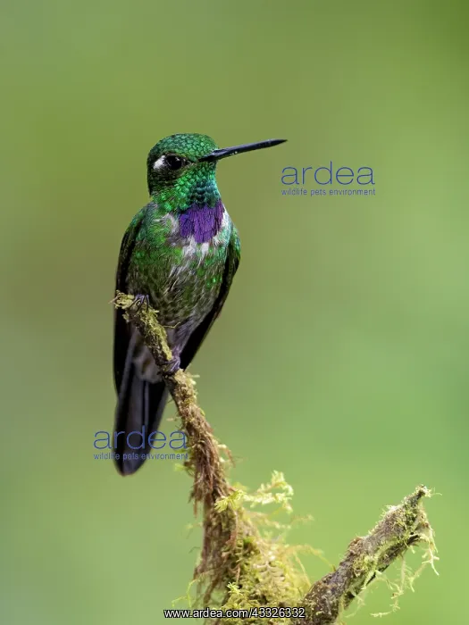 : Purple-bibbed Whitetip (Urosticte benjamini), ma : Purple-bibbed Whitetip (Urosticte benjamini), ma