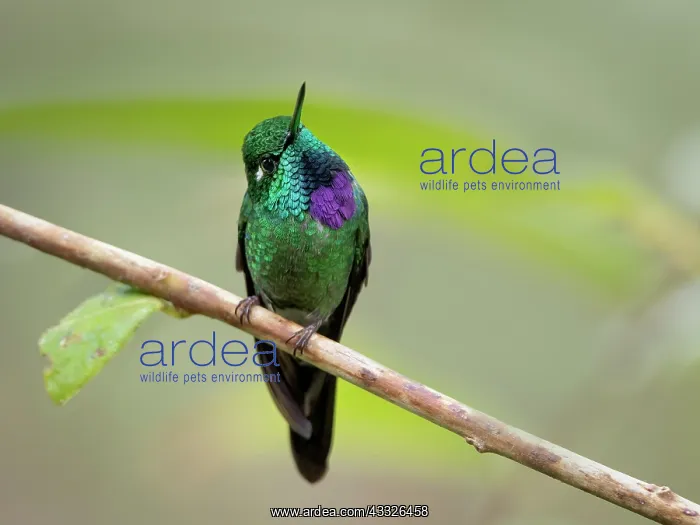 : Purple-bibbed Whitetip (Urosticte benjamini), ma : Purple-bibbed Whitetip (Urosticte benjamini), ma