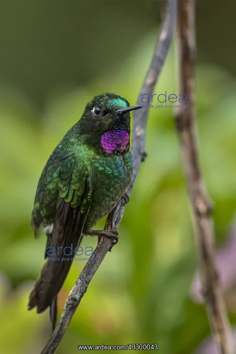 : Purple-bibbed Whitetip (Urosticte benjamini) Natural : Purple-bibbed Whitetip (Urosticte benjamini) Natural