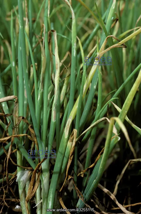 : Purple Blotch (Alternaria porri) on shallots : Purple Blotch (Alternaria porri) on shallots