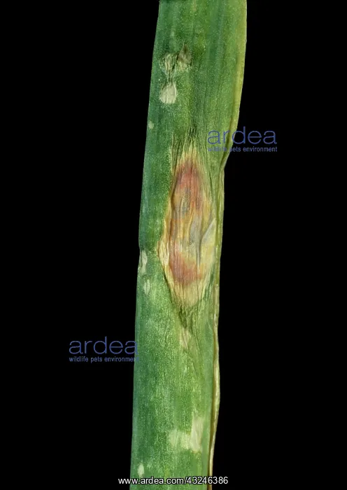: Purple blotch on onion leaf : Purple blotch on onion leaf